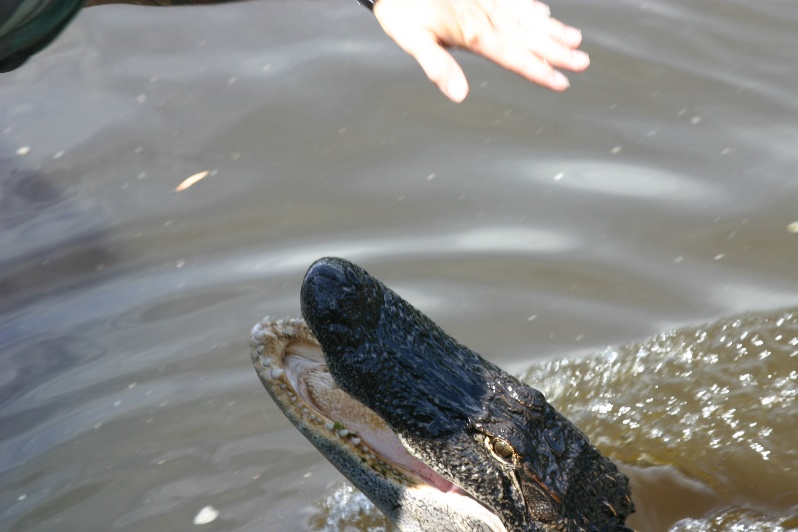 Petting the gator