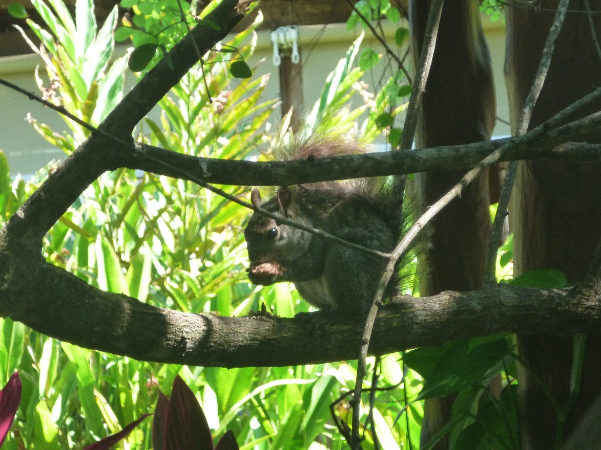 Mexican squirrel