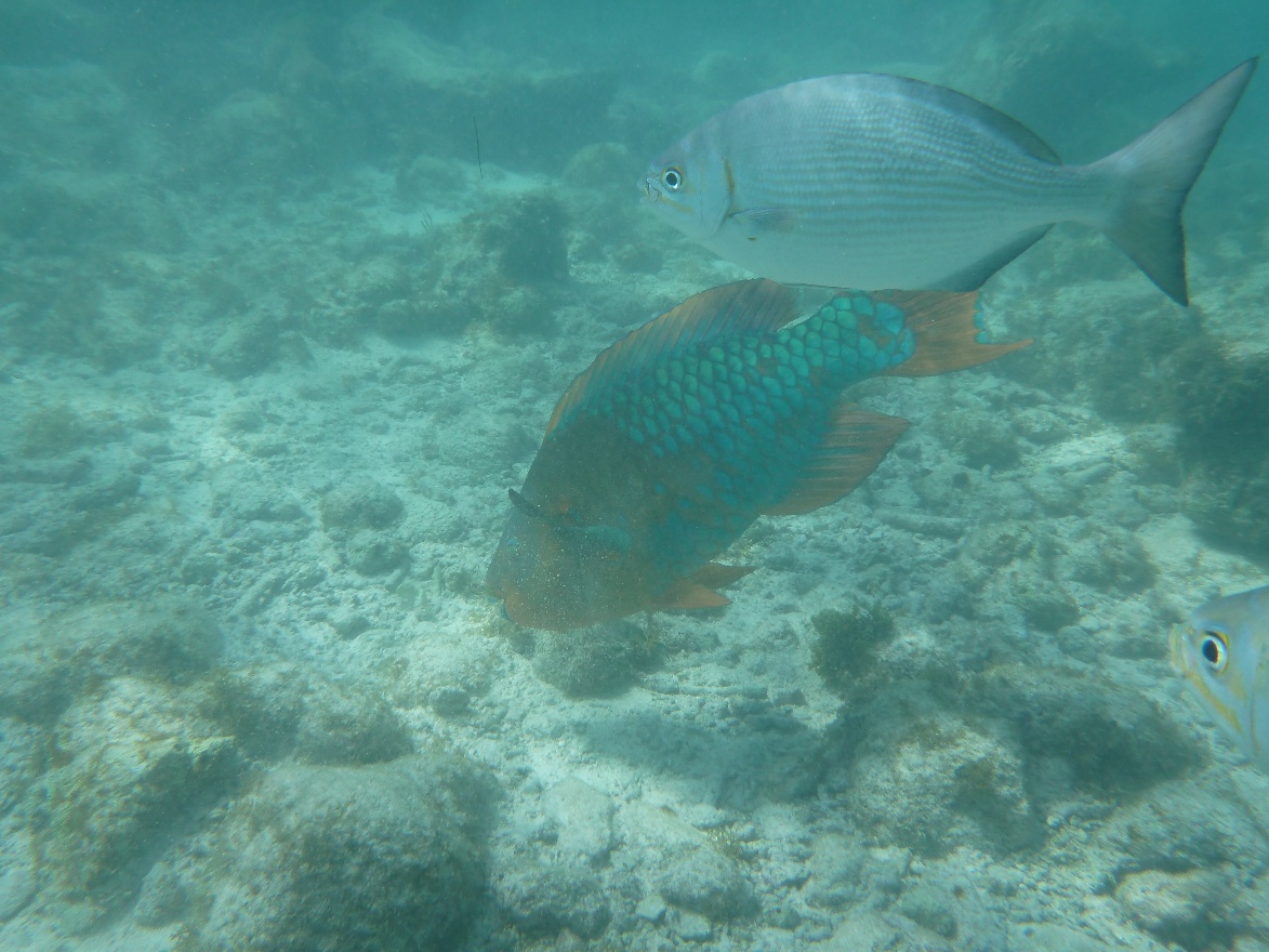 Parrot fish
