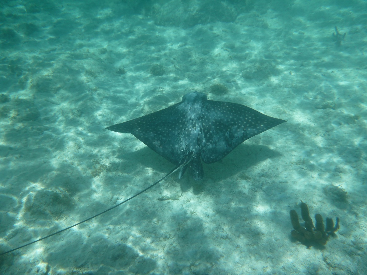 Sting ray
