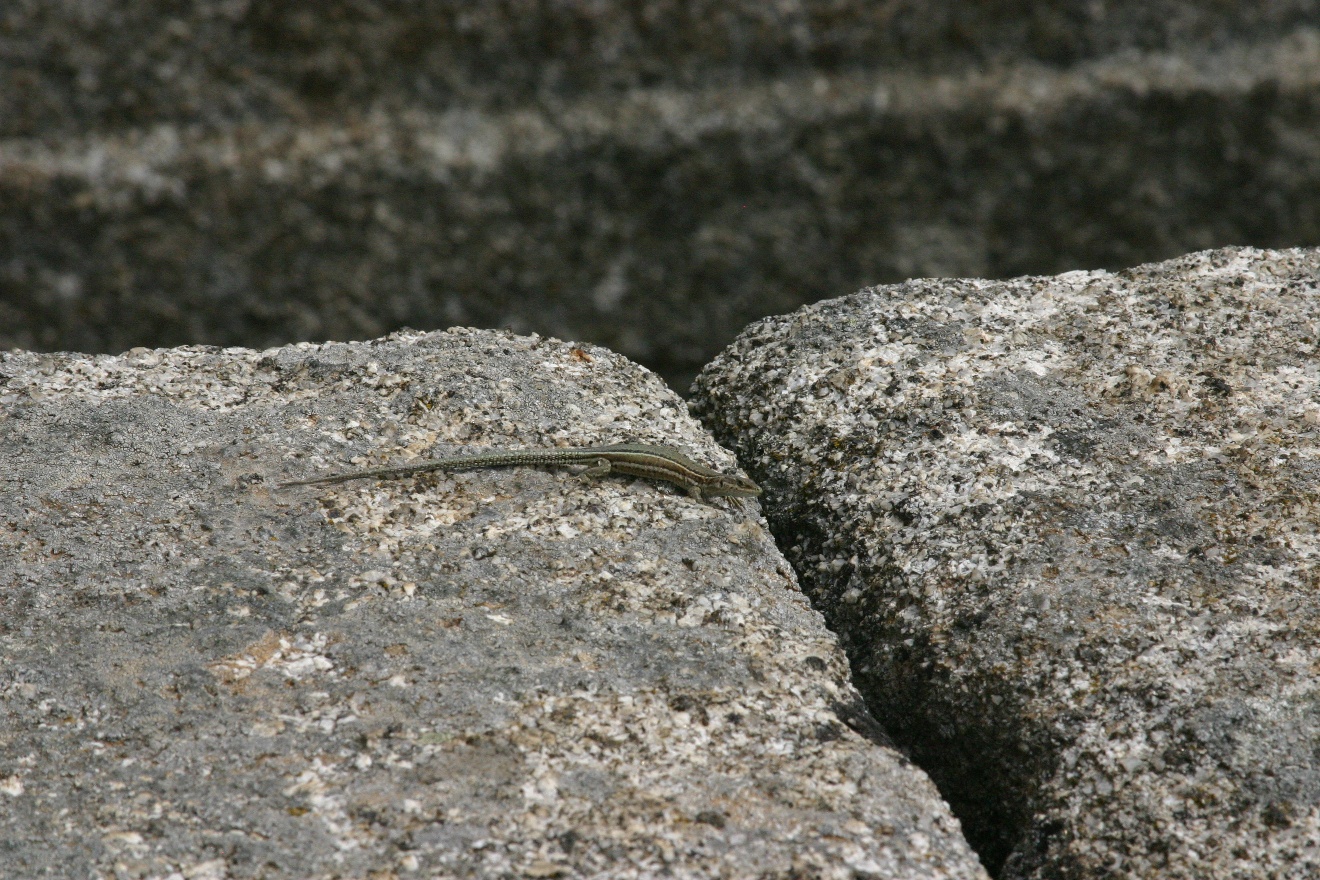 Lizard