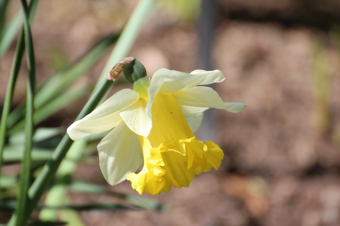 Daffodil