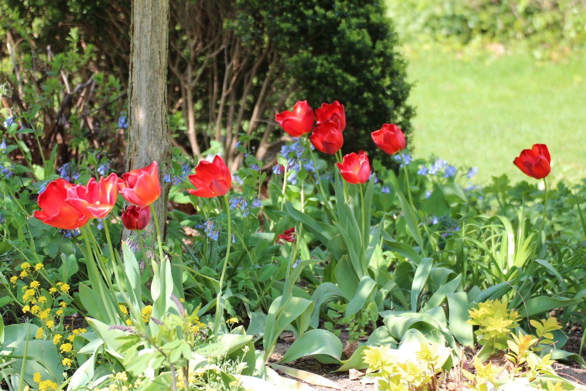 Red tulips
