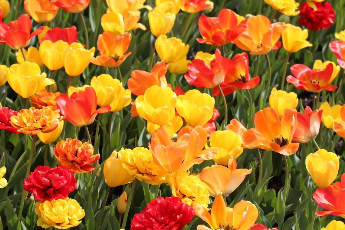 Yellow and Red Tulips
