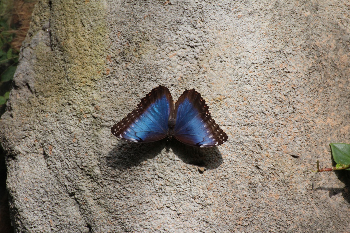 Blue butterfly 2