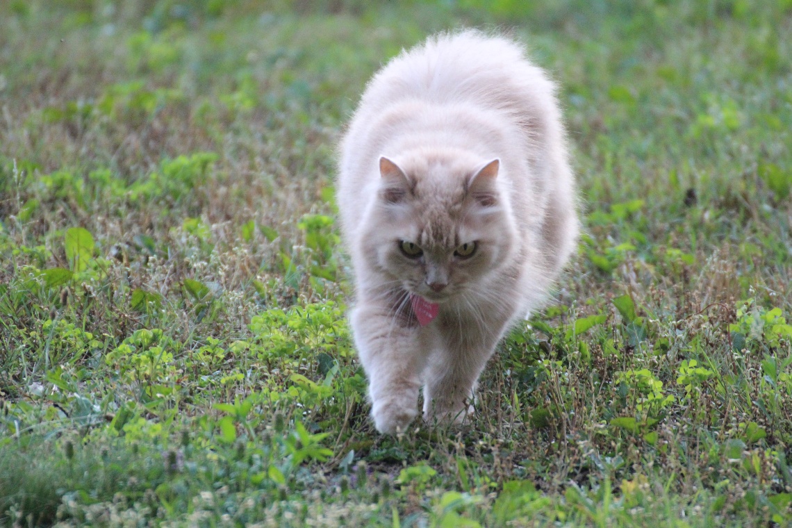 Dashing through the grass