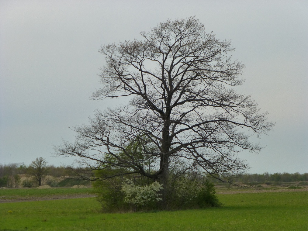 A tree in a field