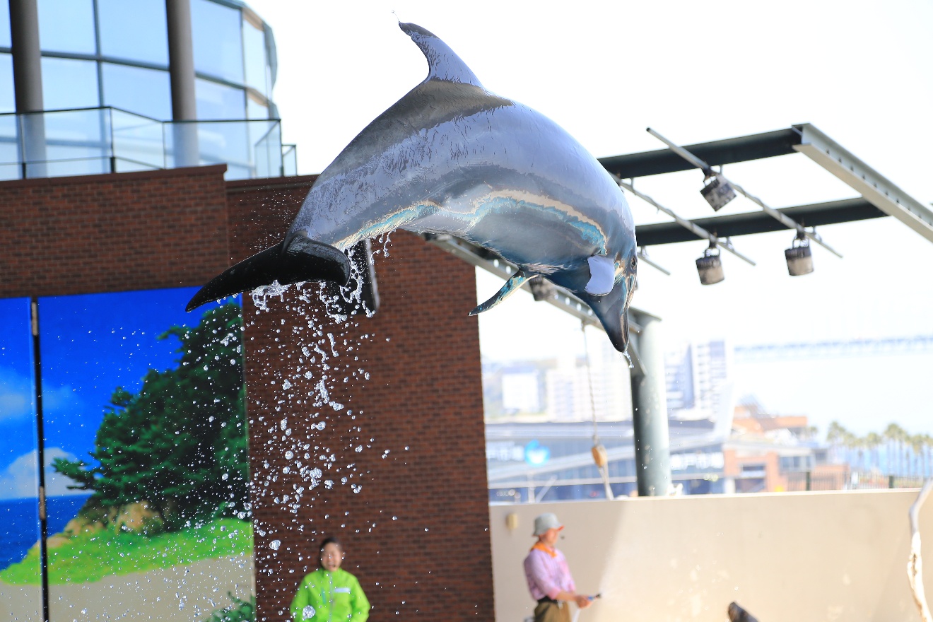 Dolphin show