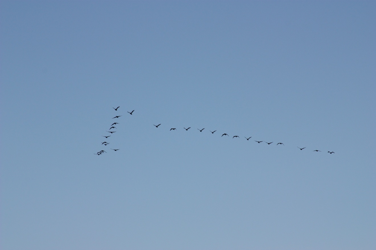Birds