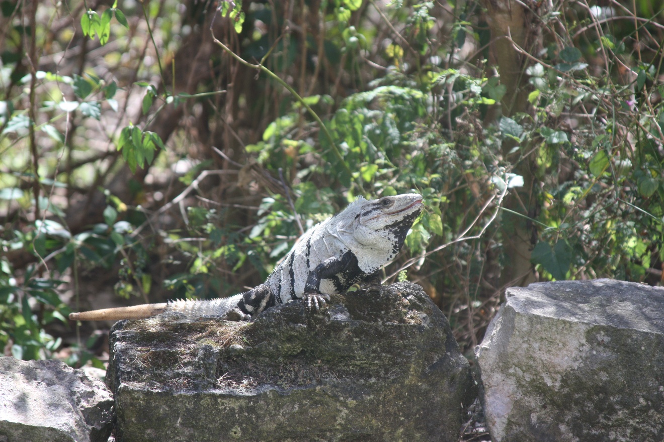 White Iguana