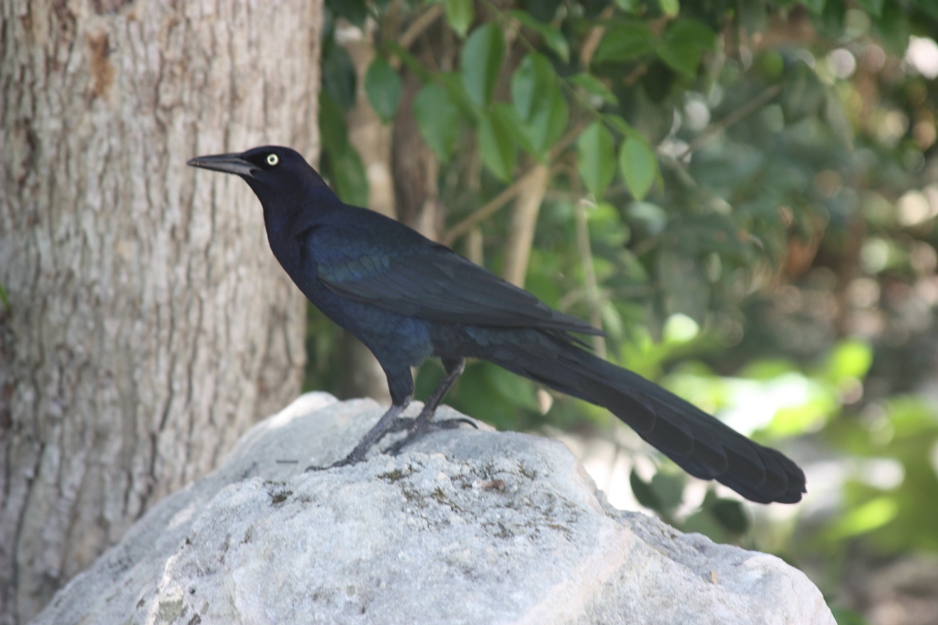 Black Bird