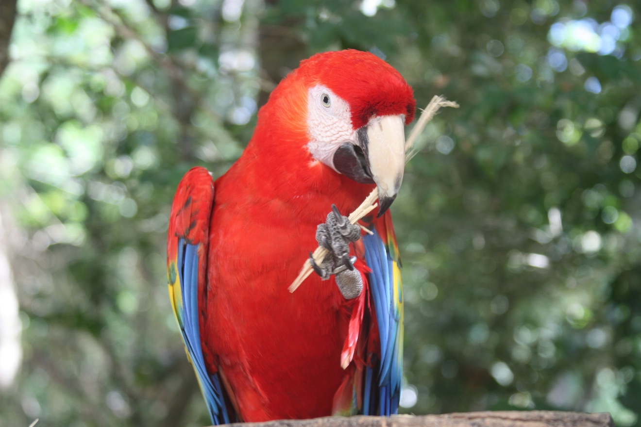 Parrot