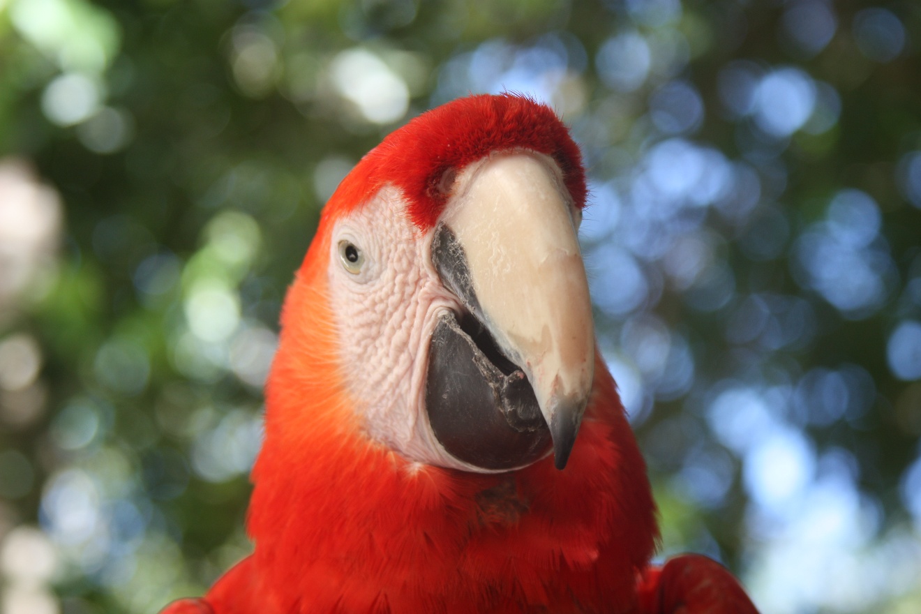 Parrot's head