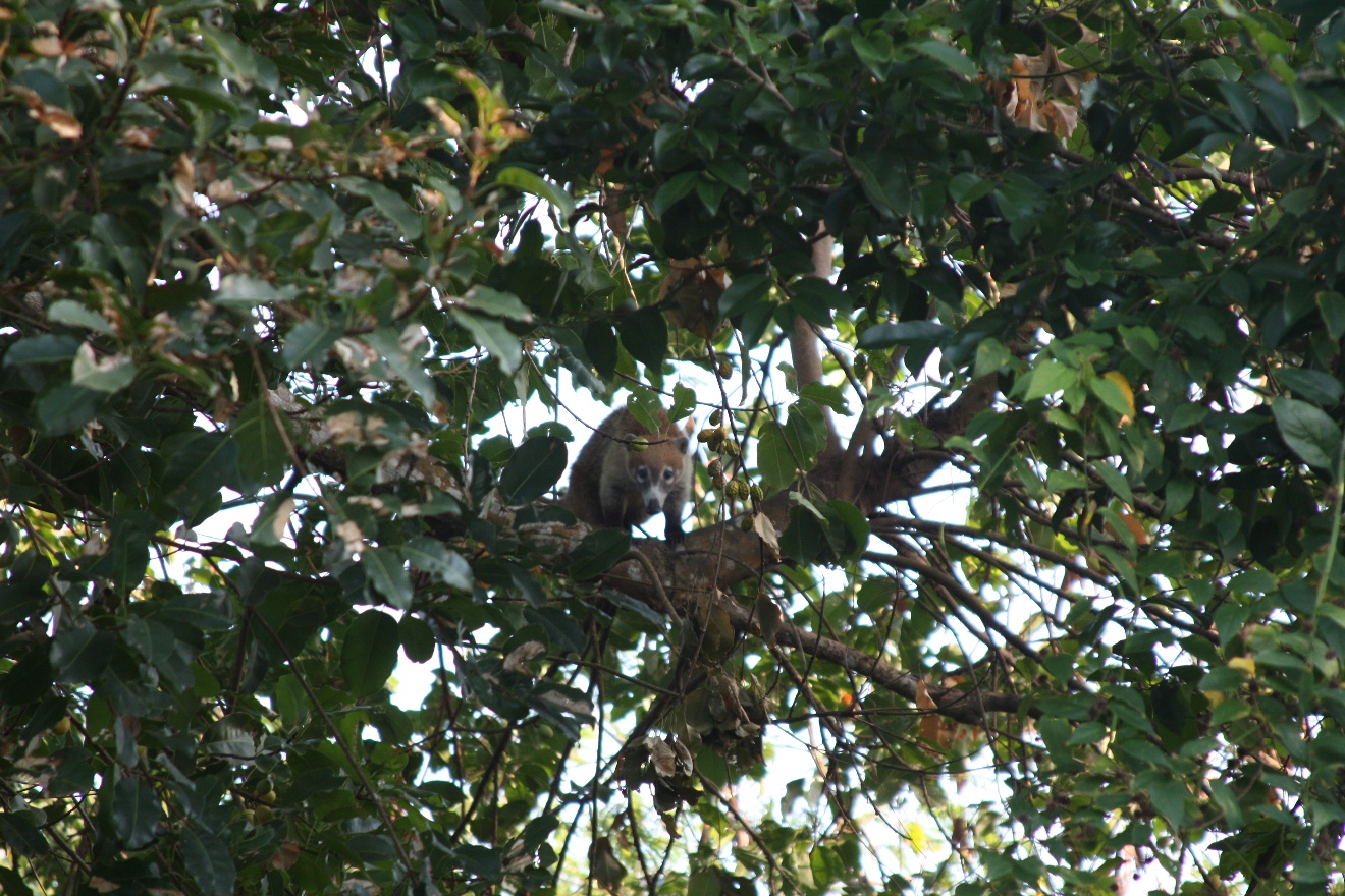 Coati4