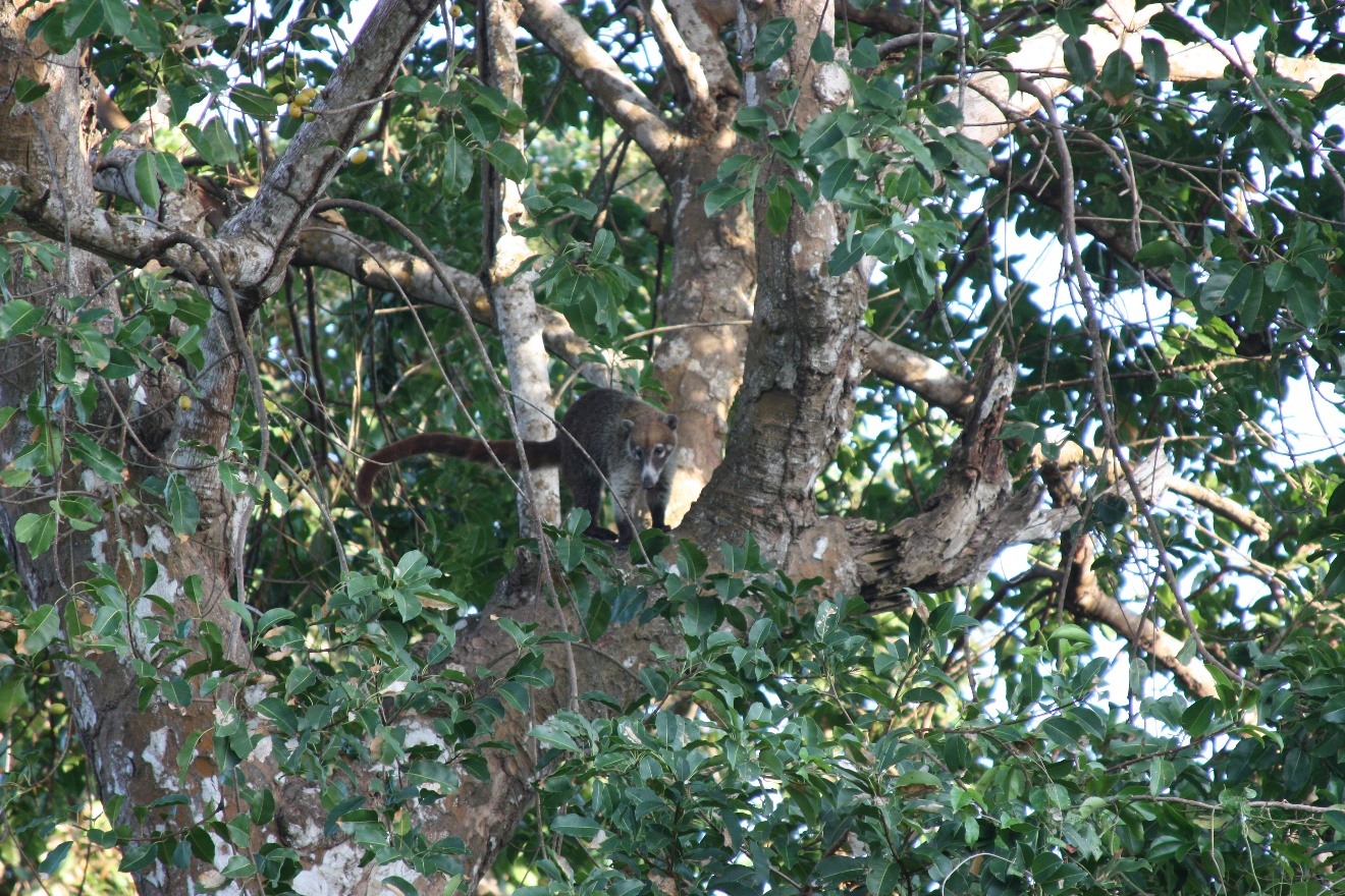 Coati1