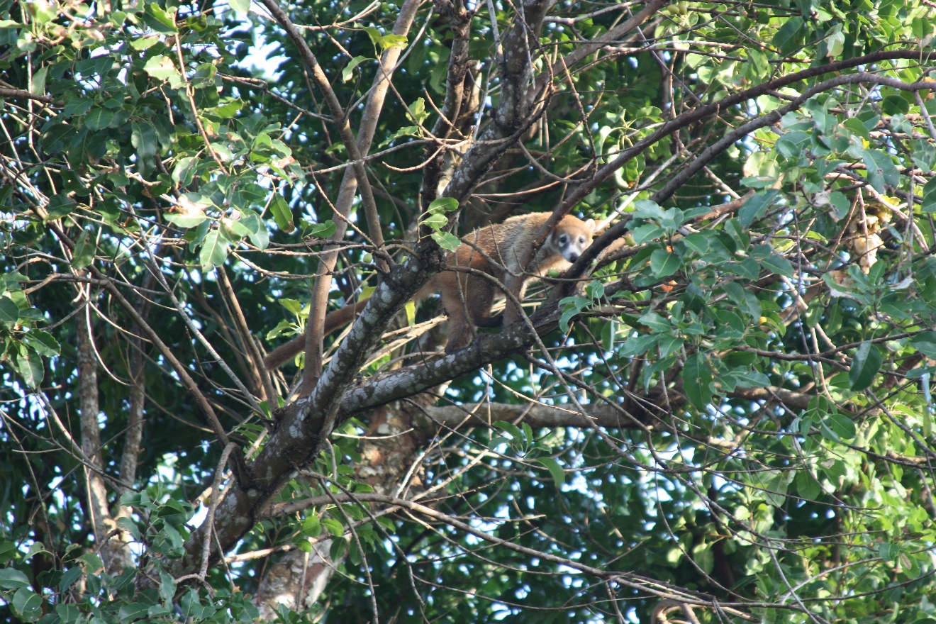 Coati2