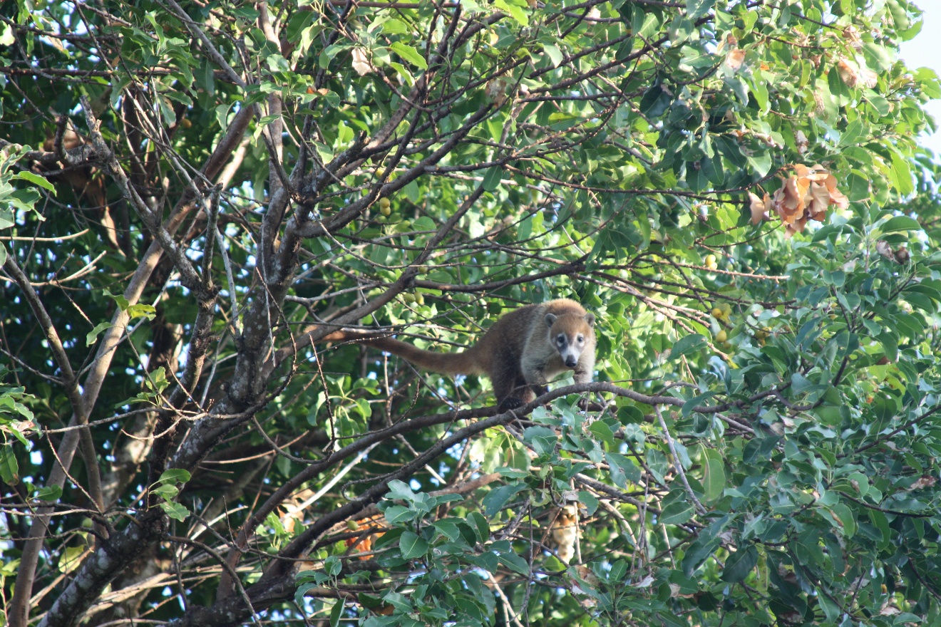 Coati3