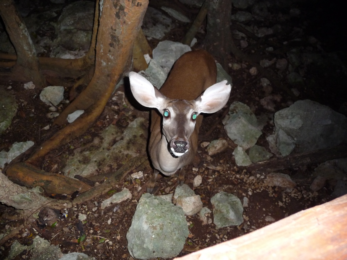 Deer Blue Eyes