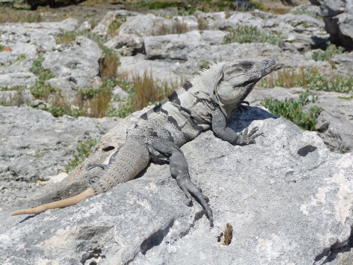 Taking sun bath