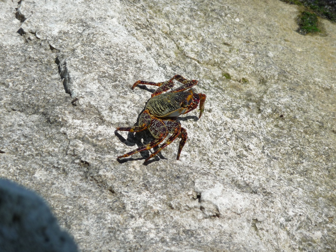 Crab