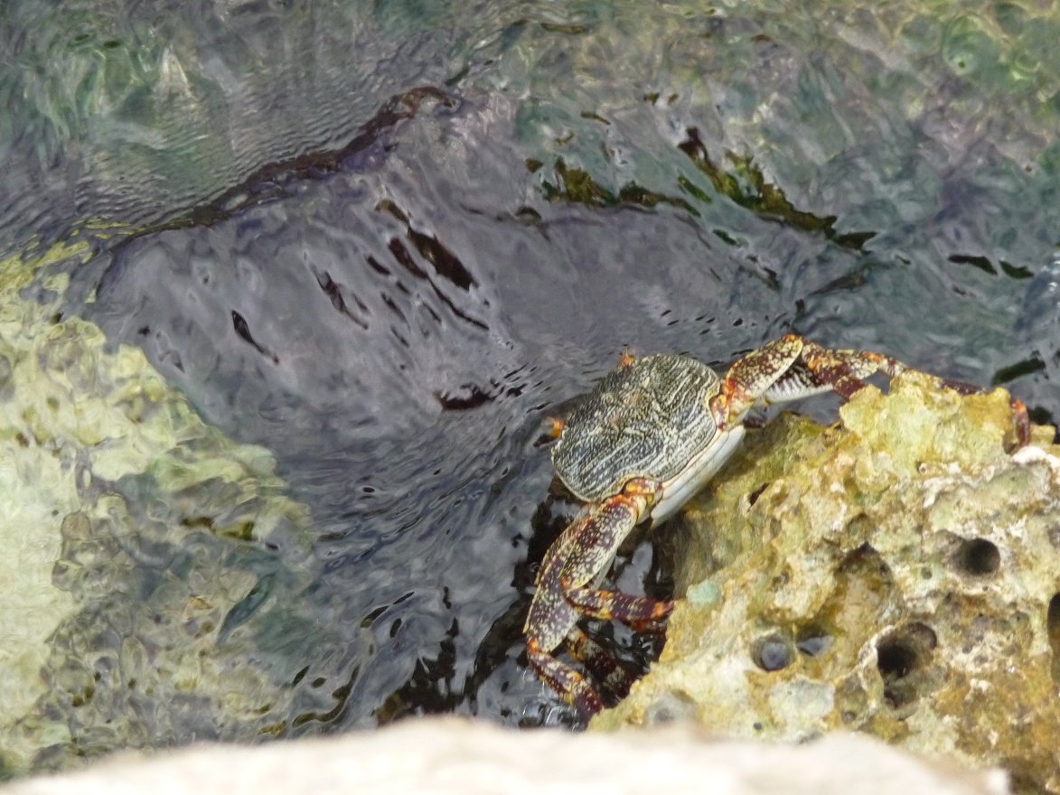 Crab1