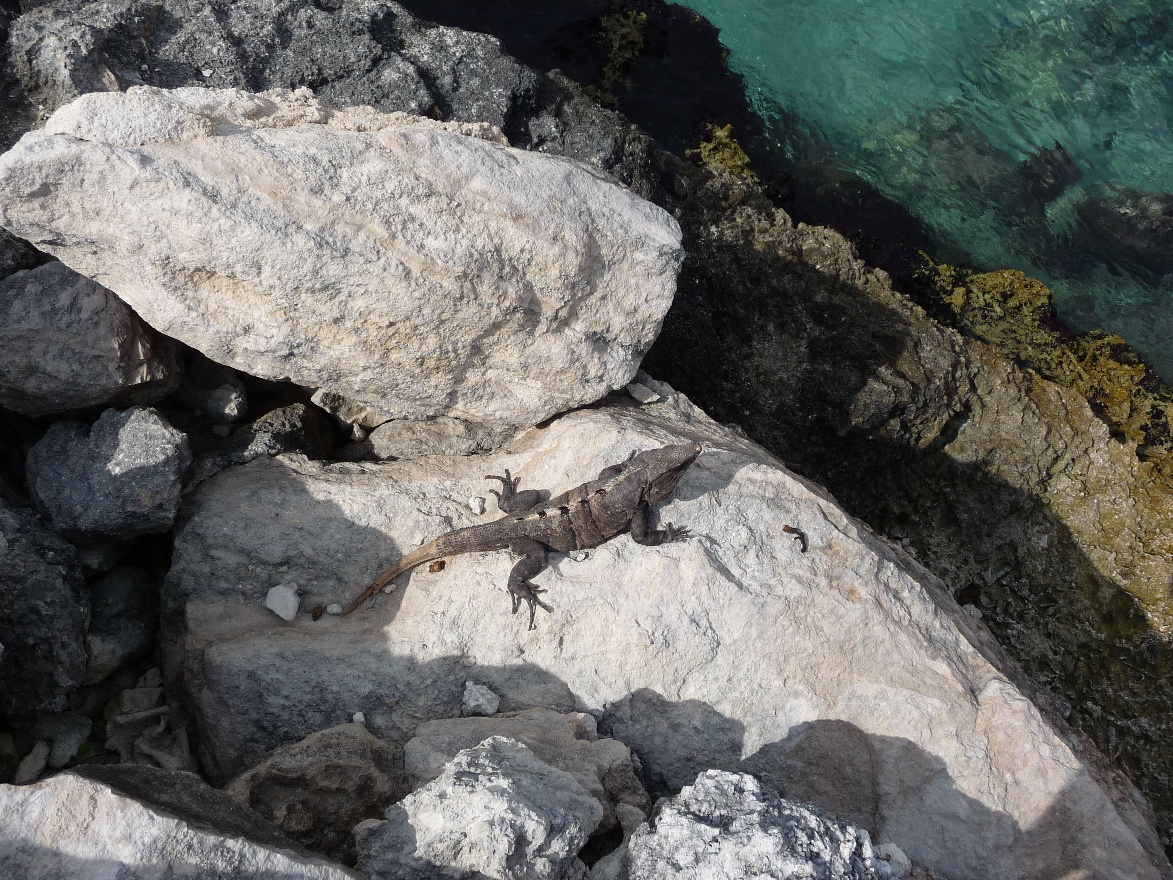 Iguana on Rocks