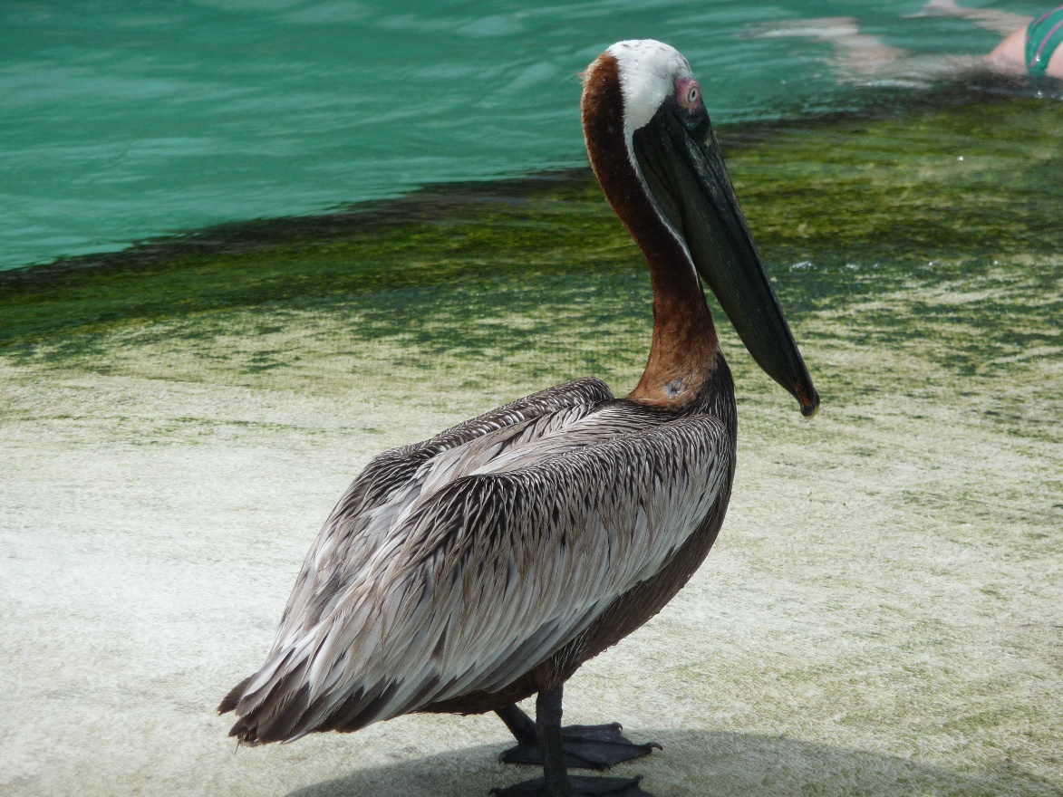 Pelican