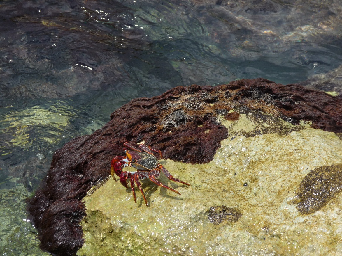 Crab2