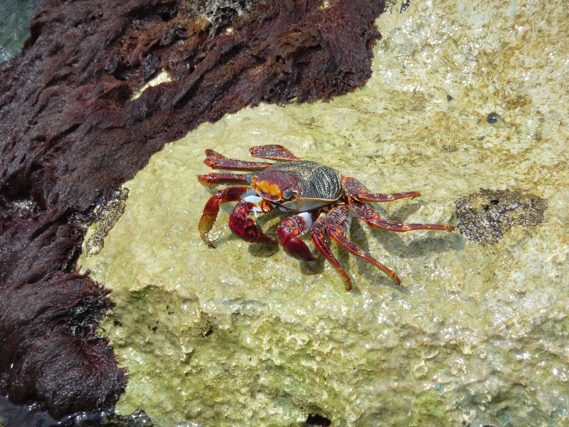 Crab3
