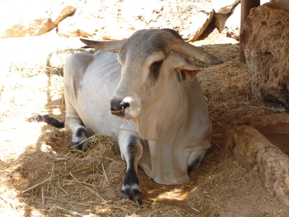 Bull