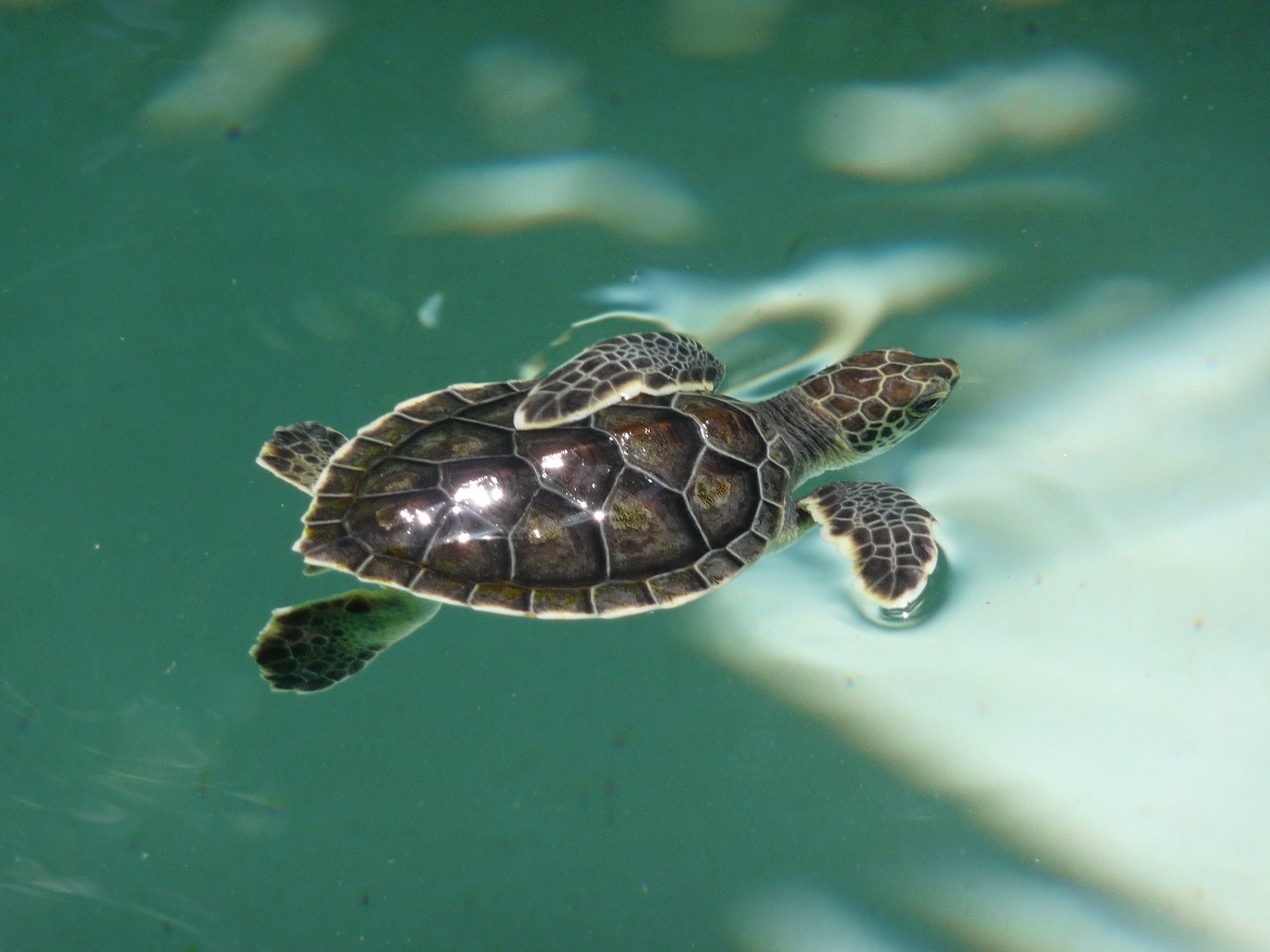 Baby Turtle
