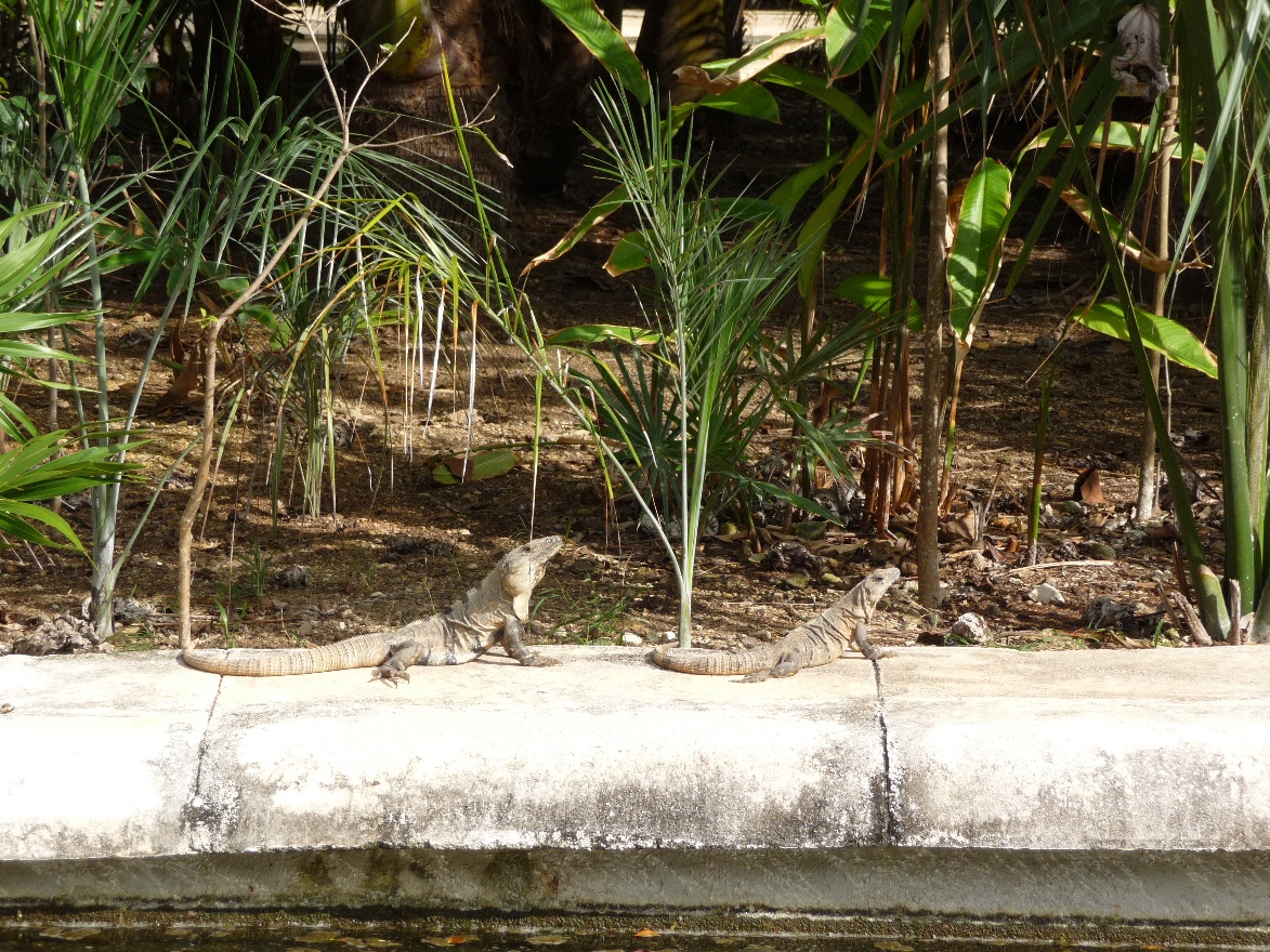 Two Iguanas