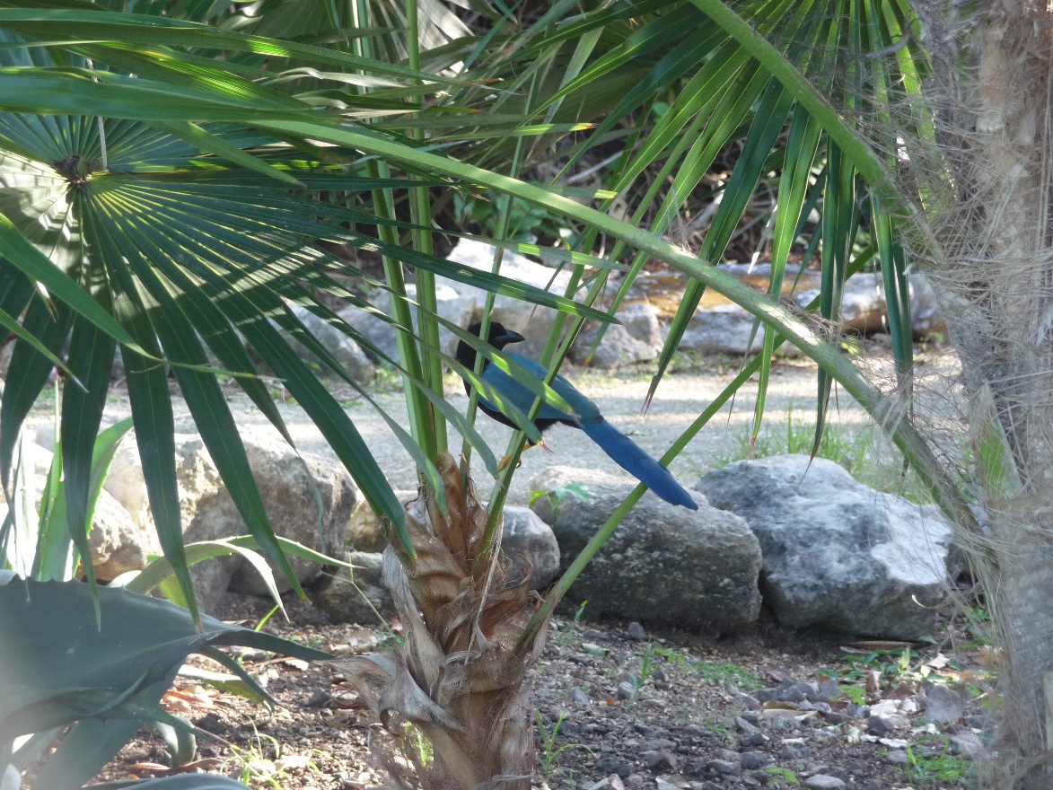 Blue bird