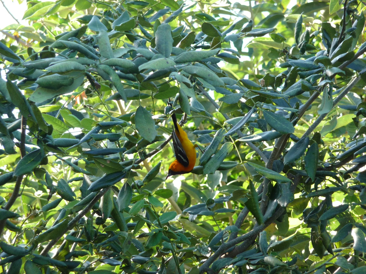 Yellow bird