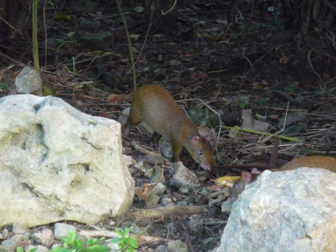 Agouti