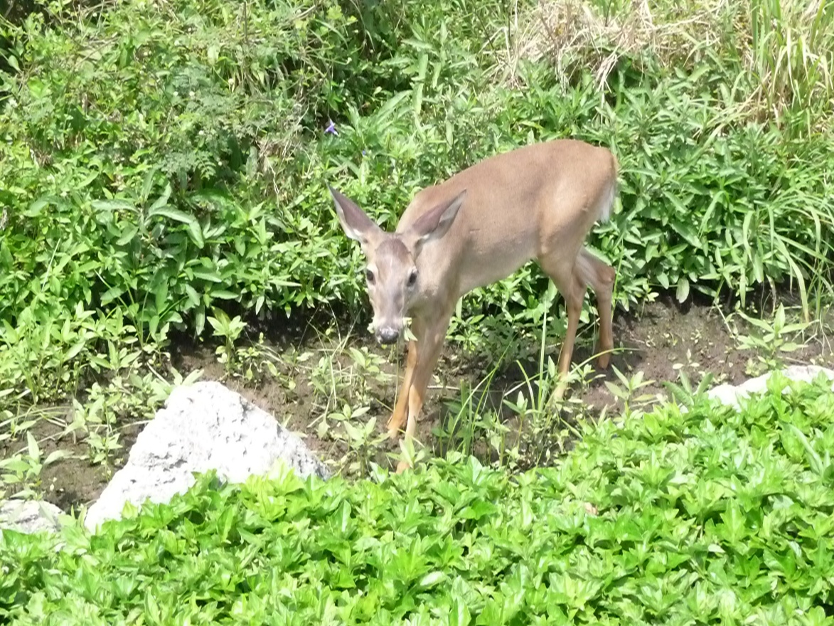 Common Deer