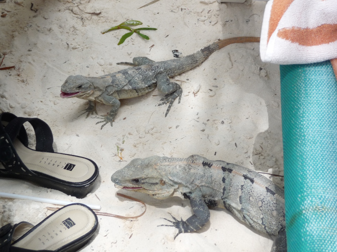 Checking the shoes