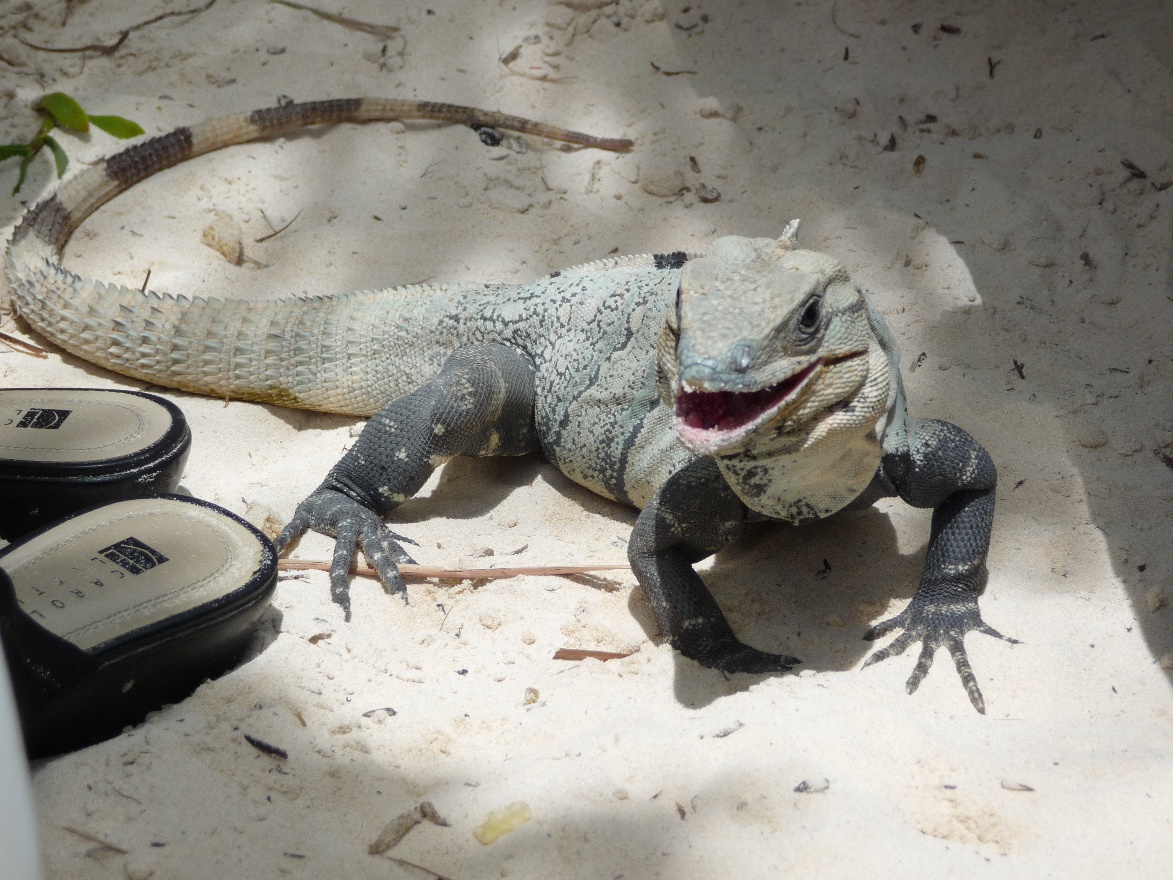 Mexican Iguana