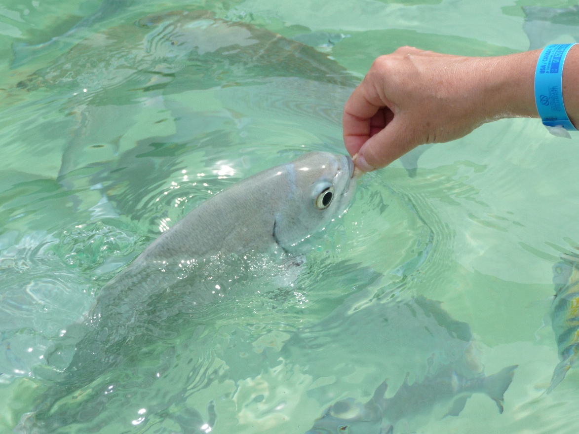 Fish