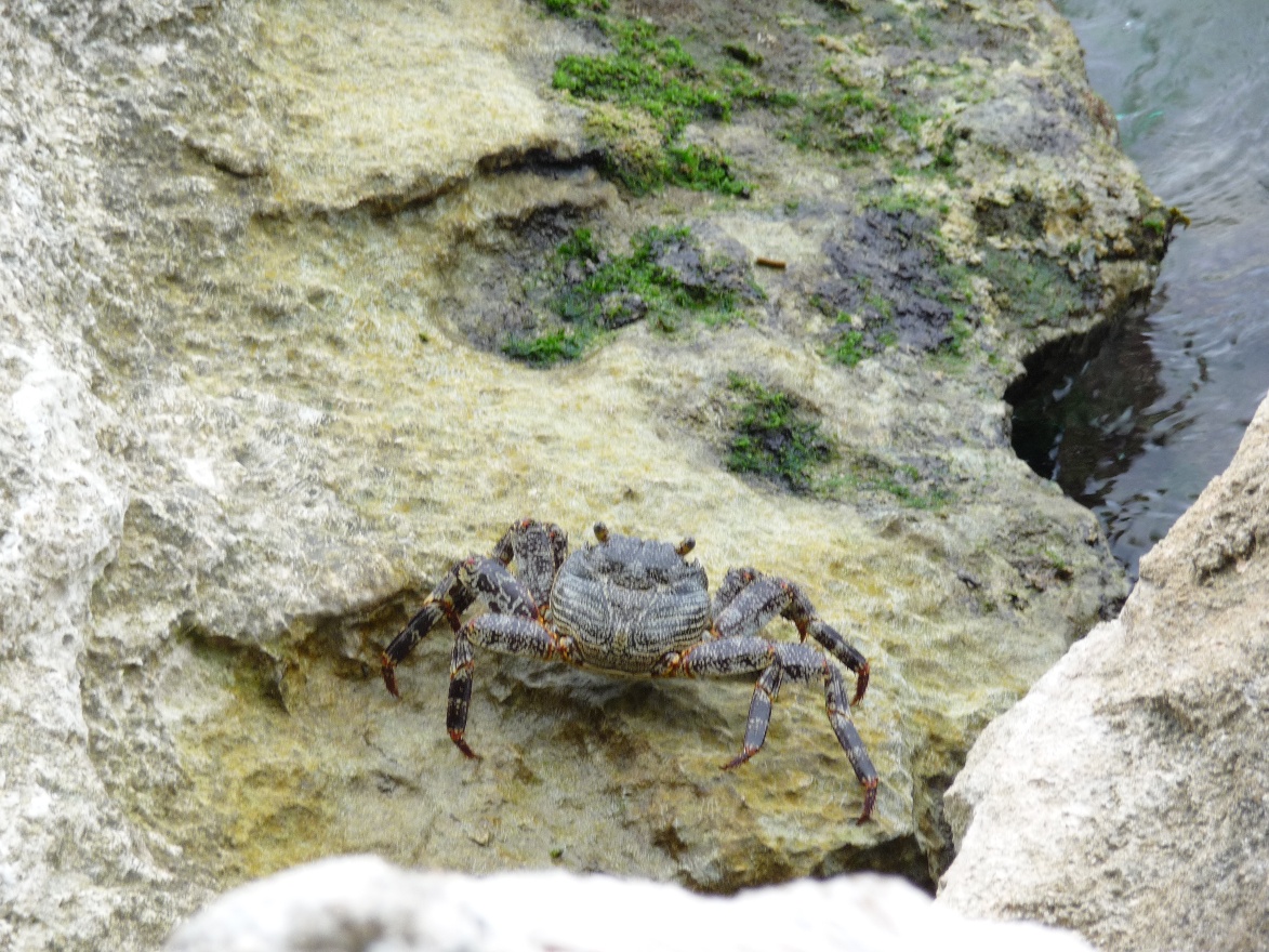 Crab4