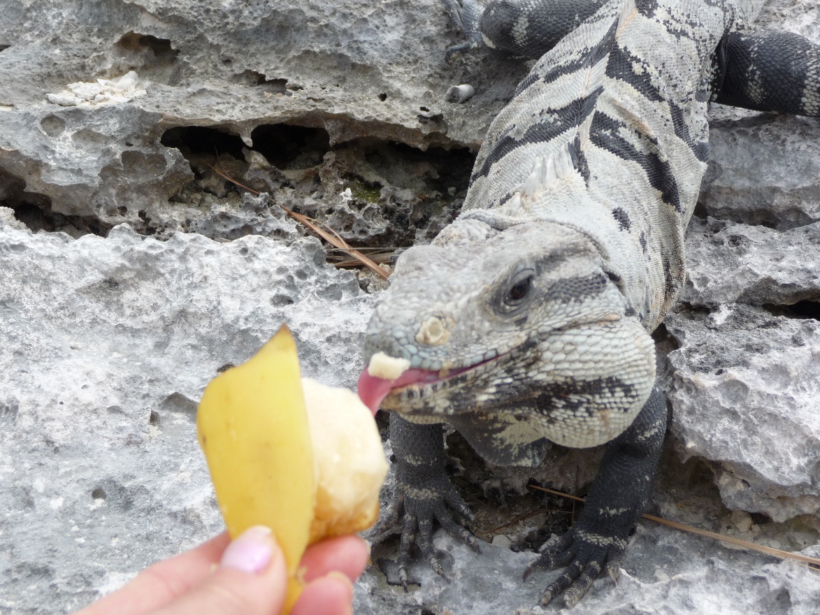 Loves bannana