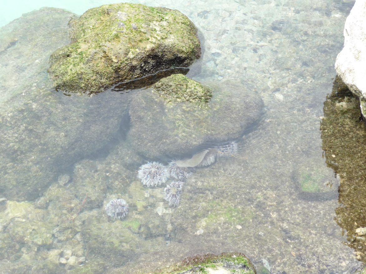 Sea urchin