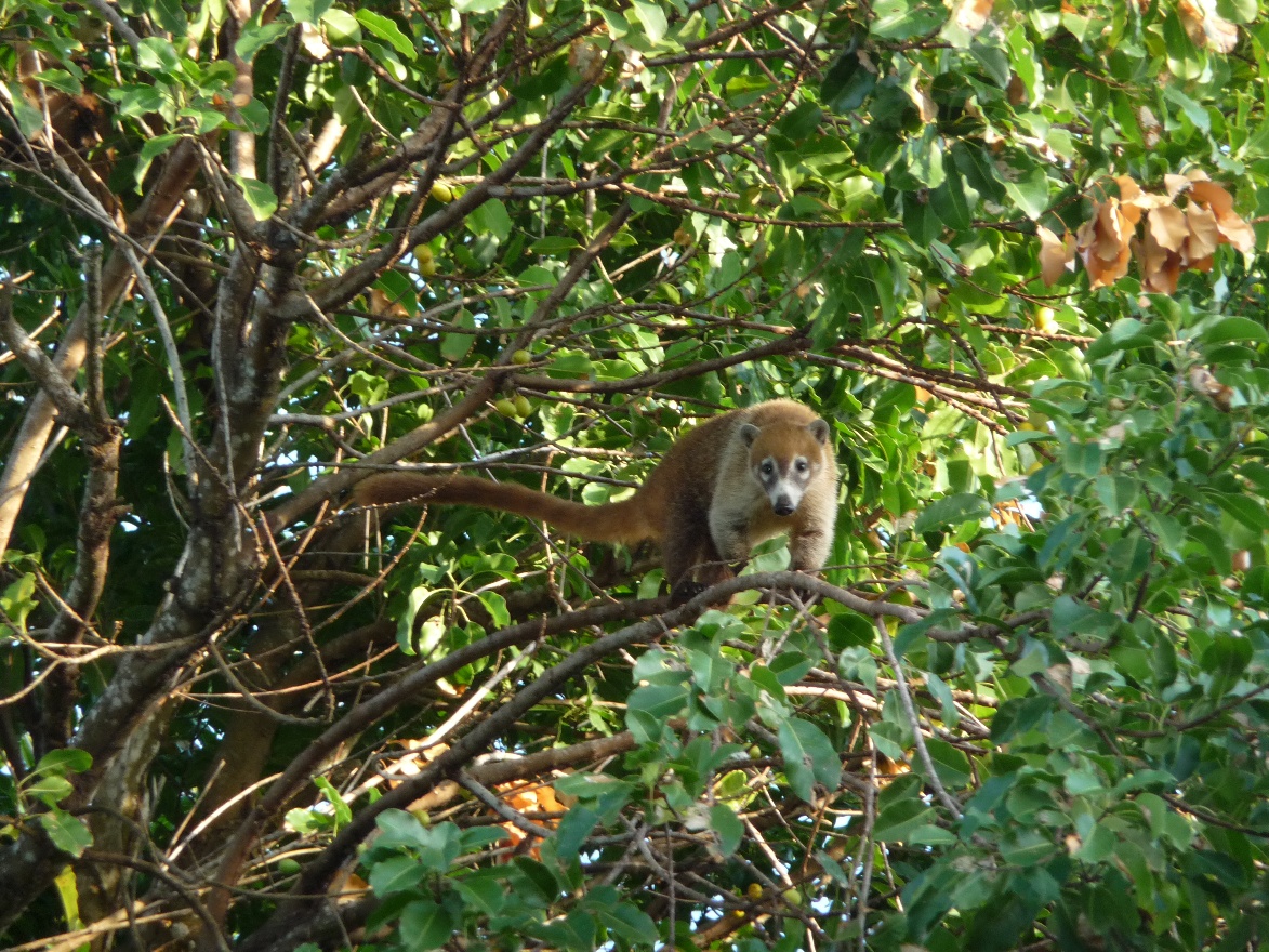 Coati5