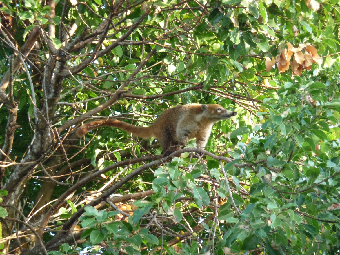 Coati