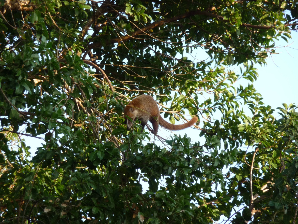 Coati6