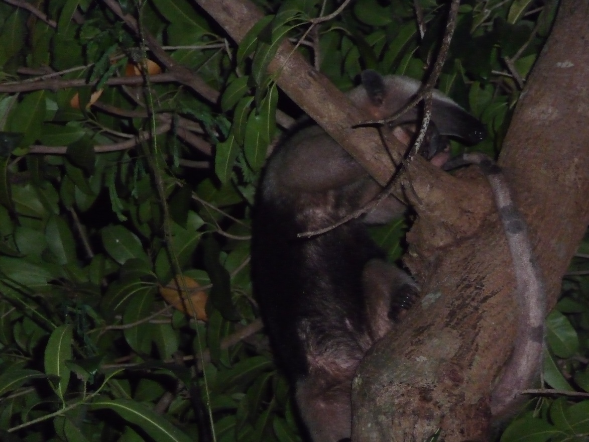 Possum