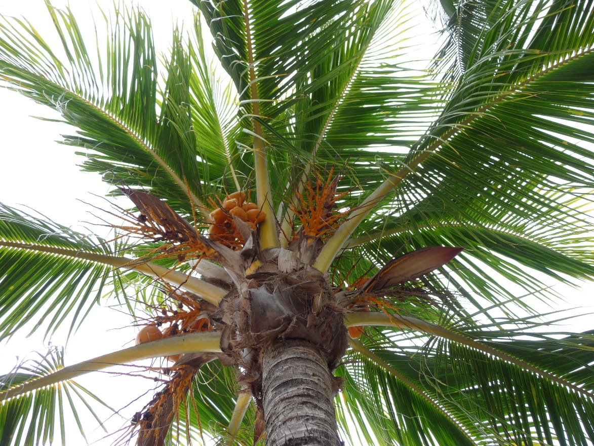 Palm fruit