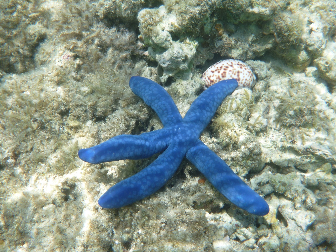 Blue Star and Shell