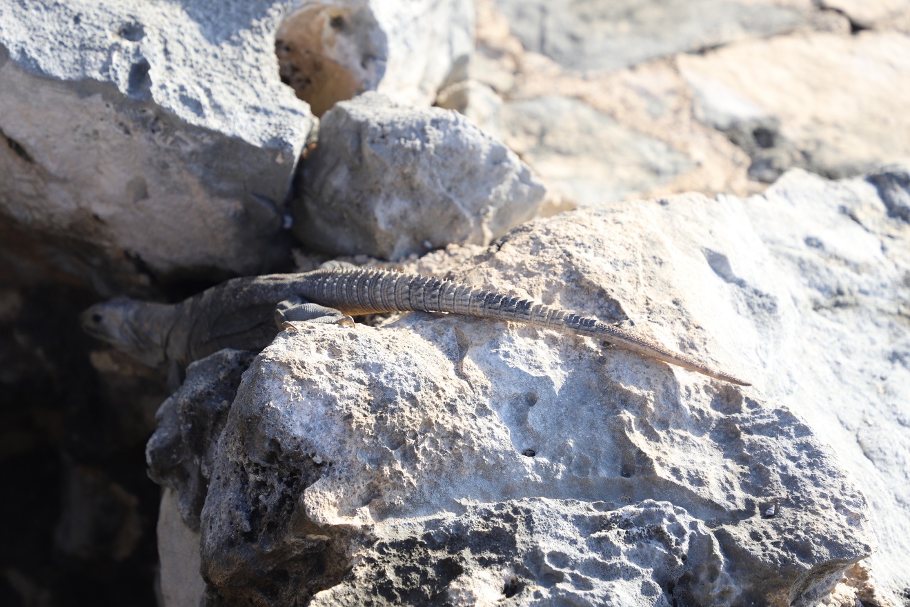 Lizard