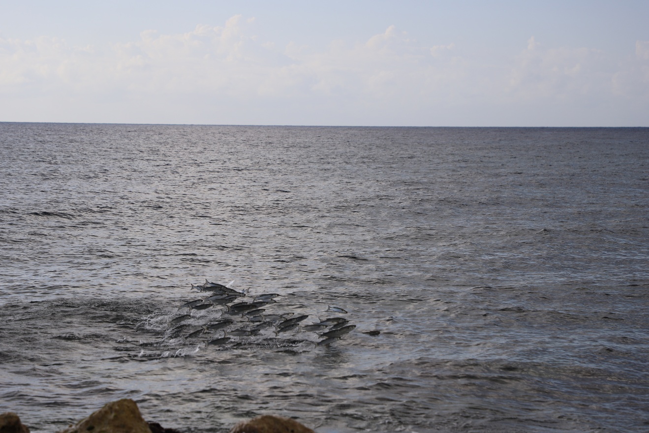 Jumping fish